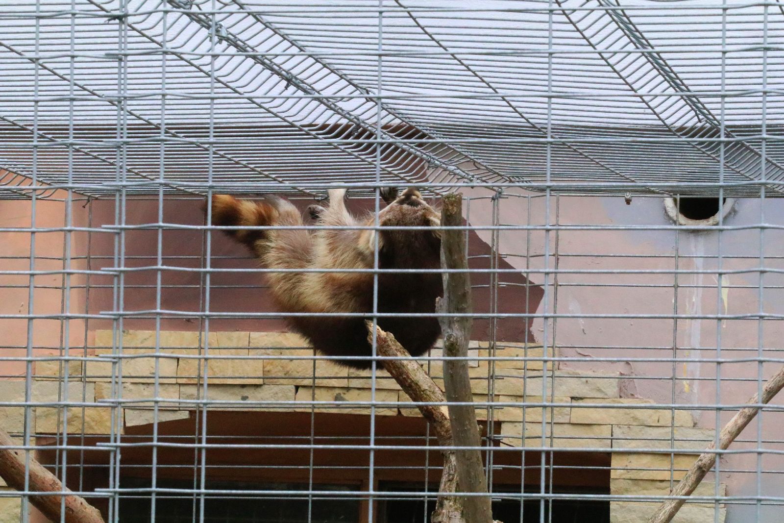 Mini ZOO w Piotrówku otwarte dla zwiedzających