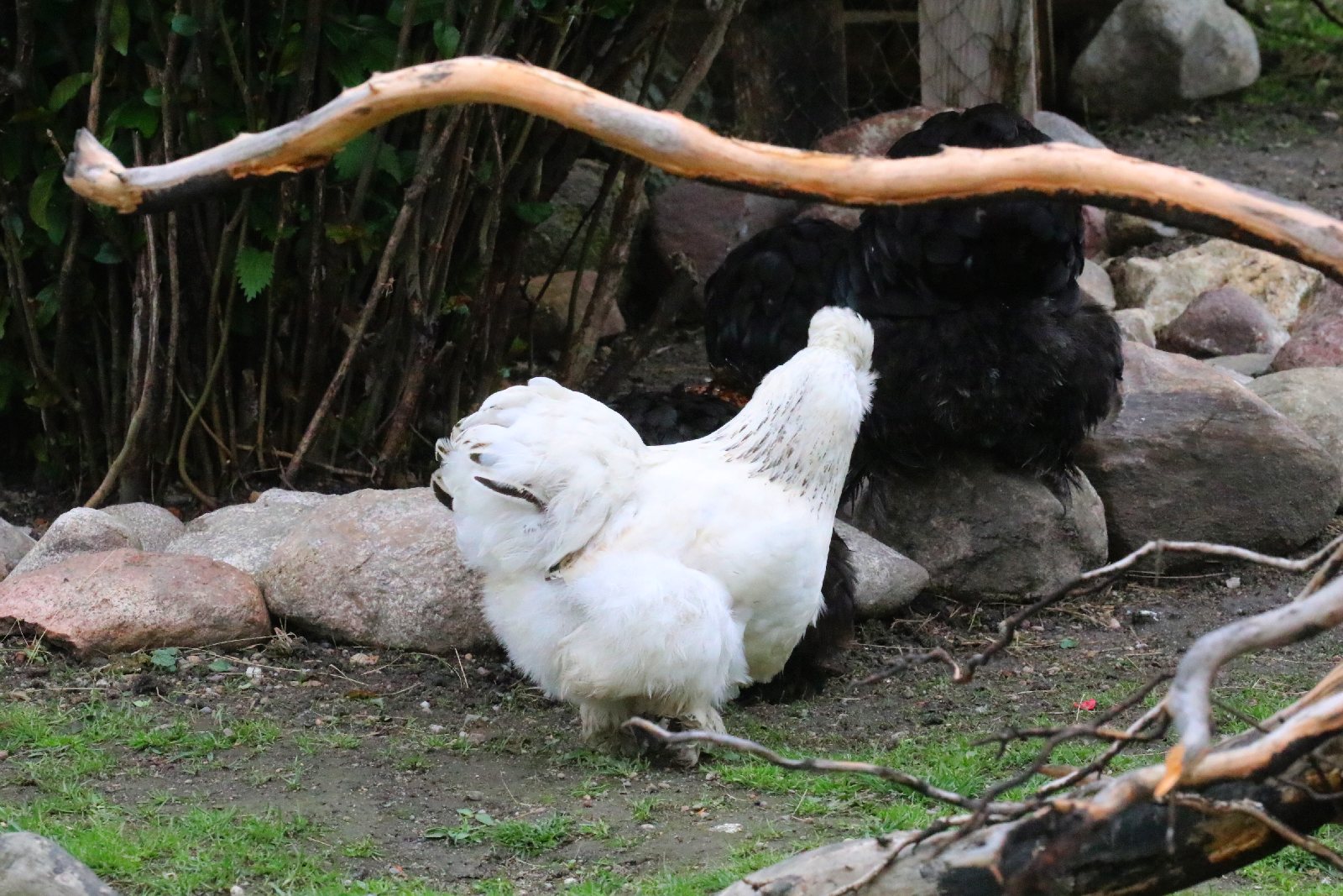 Mini ZOO w Piotrówku otwarte dla zwiedzających