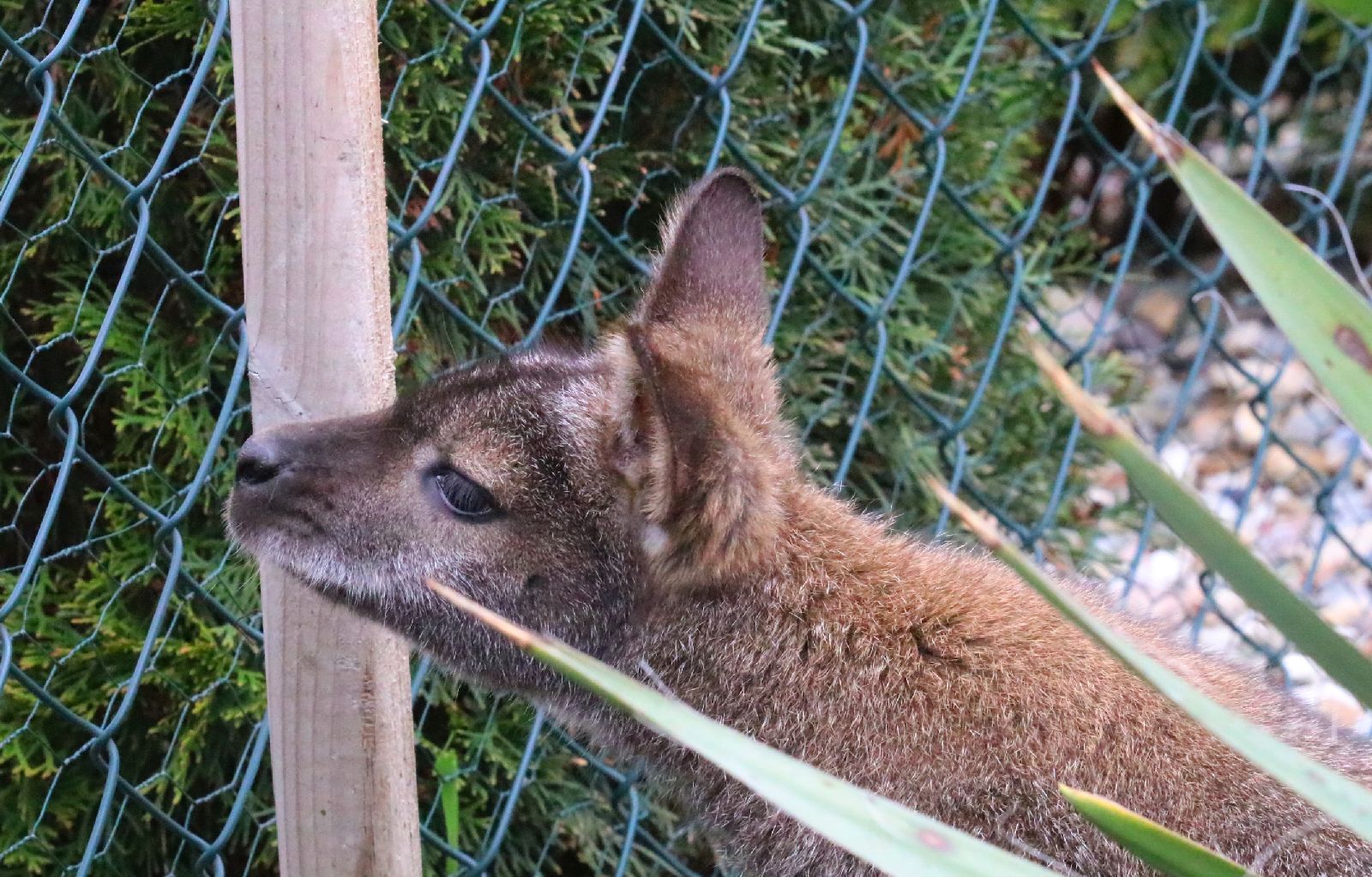 Mini ZOO w Piotrówku otwarte dla zwiedzających