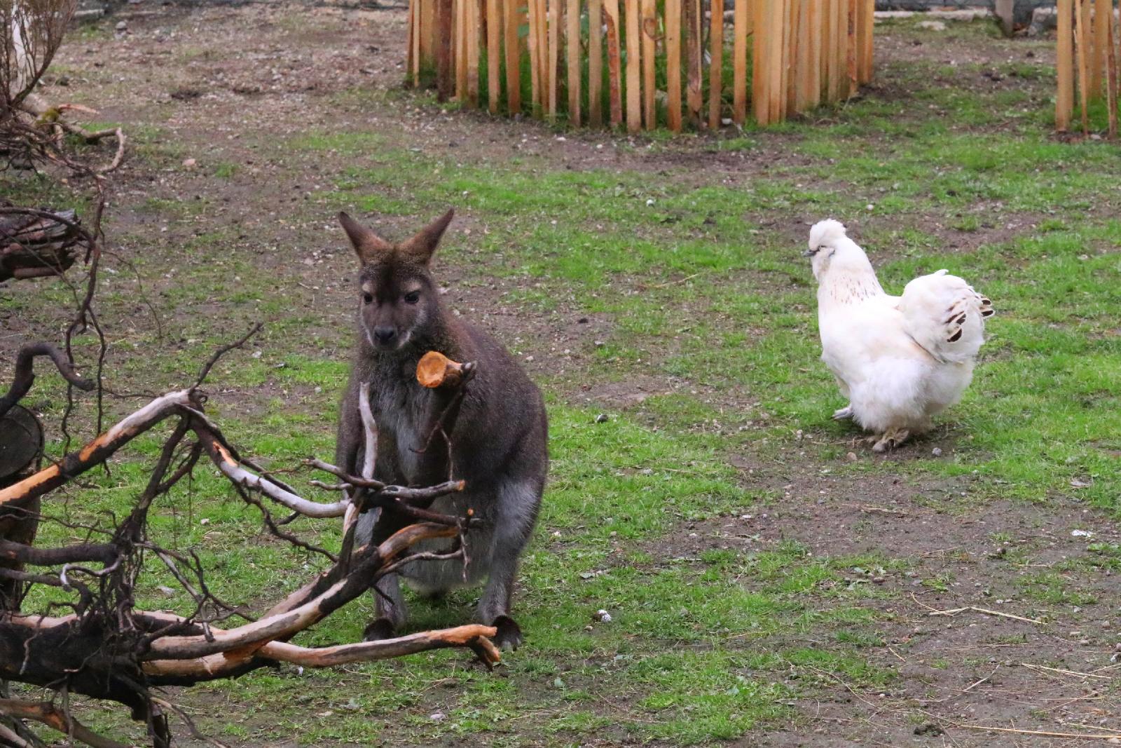 Mini ZOO w Piotrówku otwarte dla zwiedzających
