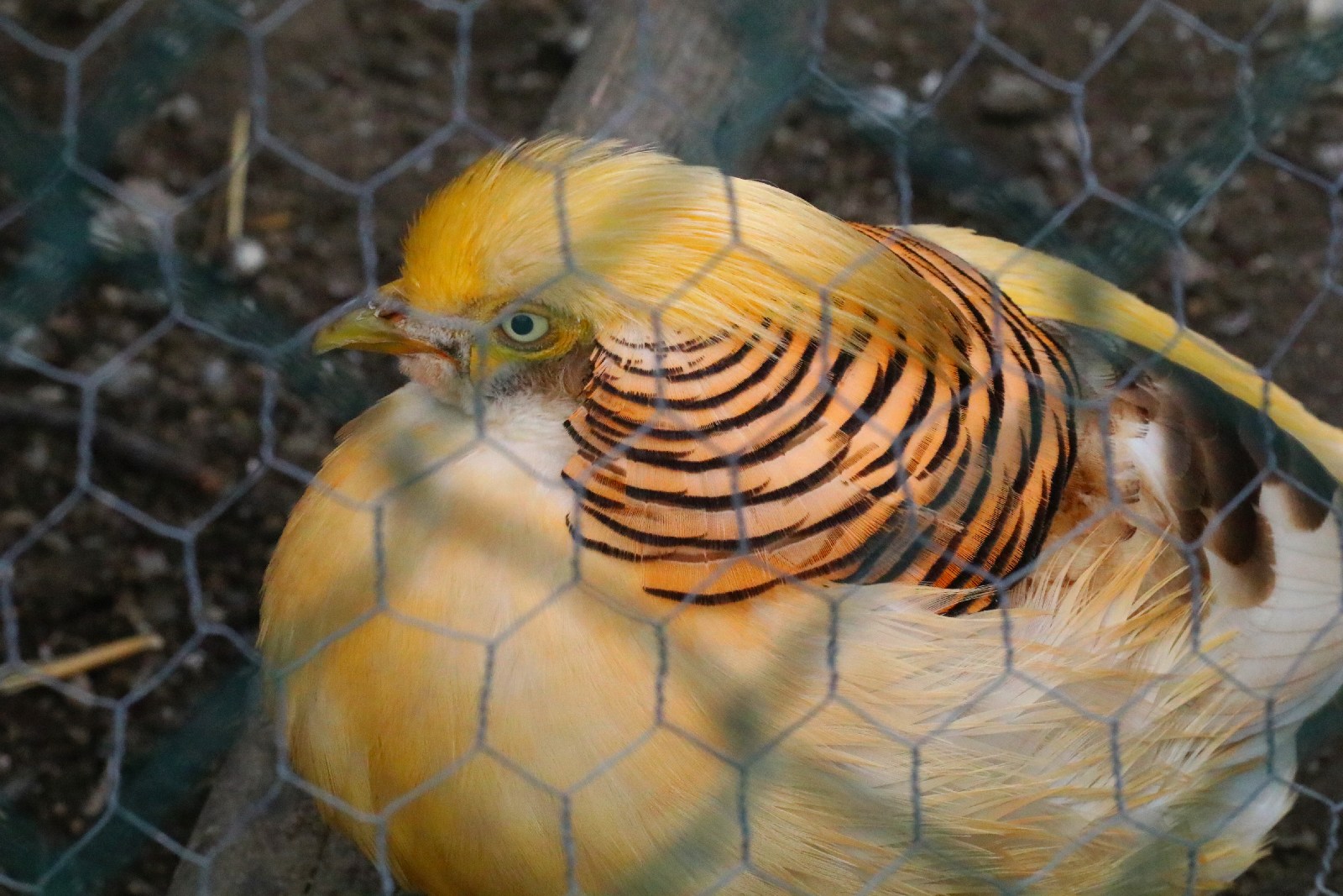 Mini ZOO w Piotrówku otwarte dla zwiedzających