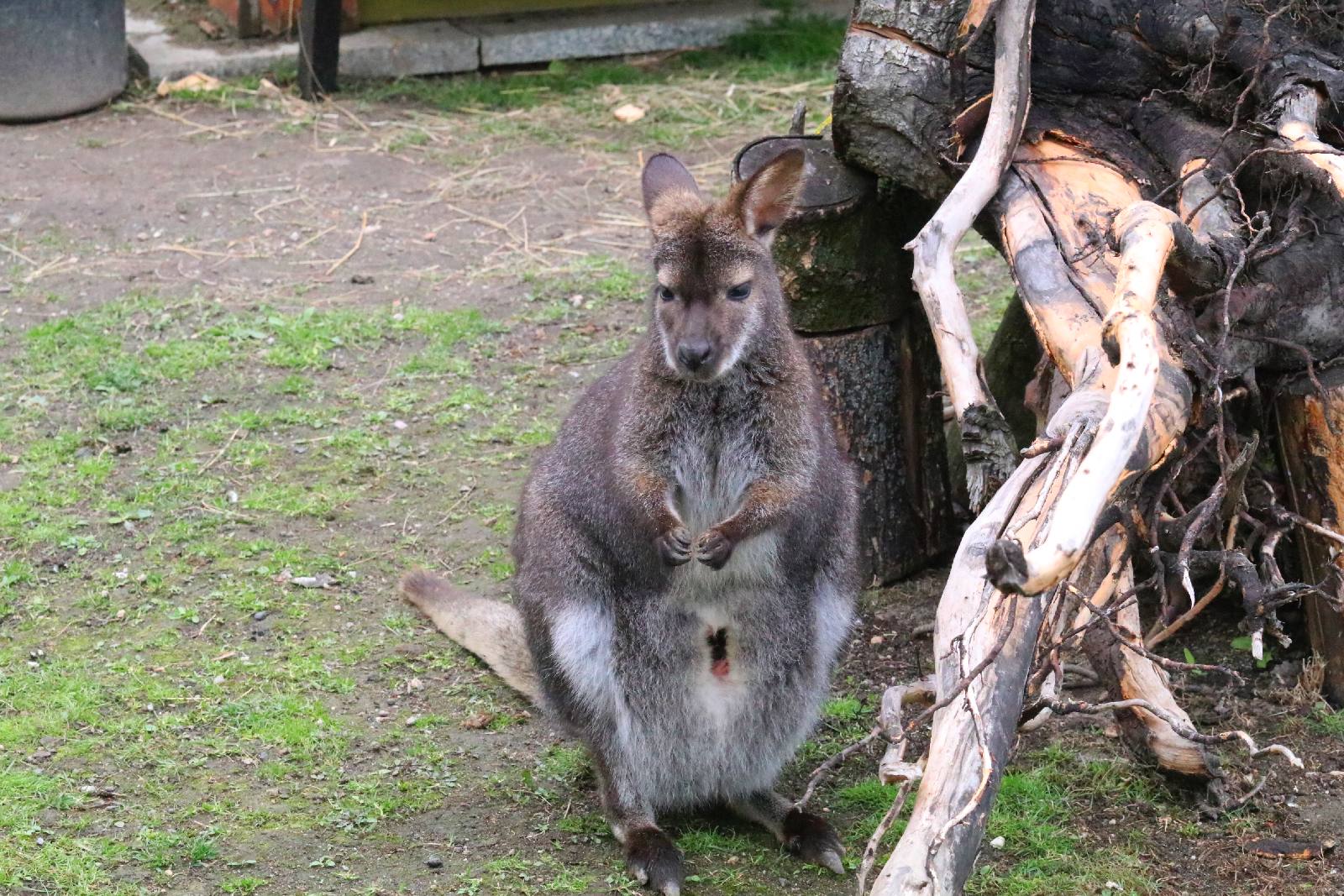 Mini ZOO w Piotrówku otwarte dla zwiedzających