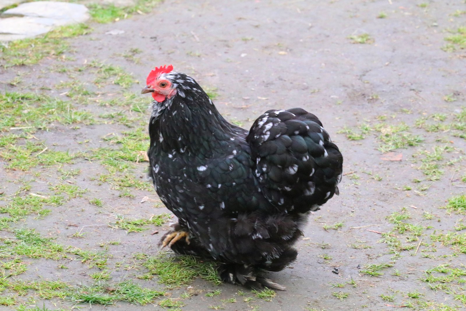 Mini ZOO w Piotrówku otwarte dla zwiedzających
