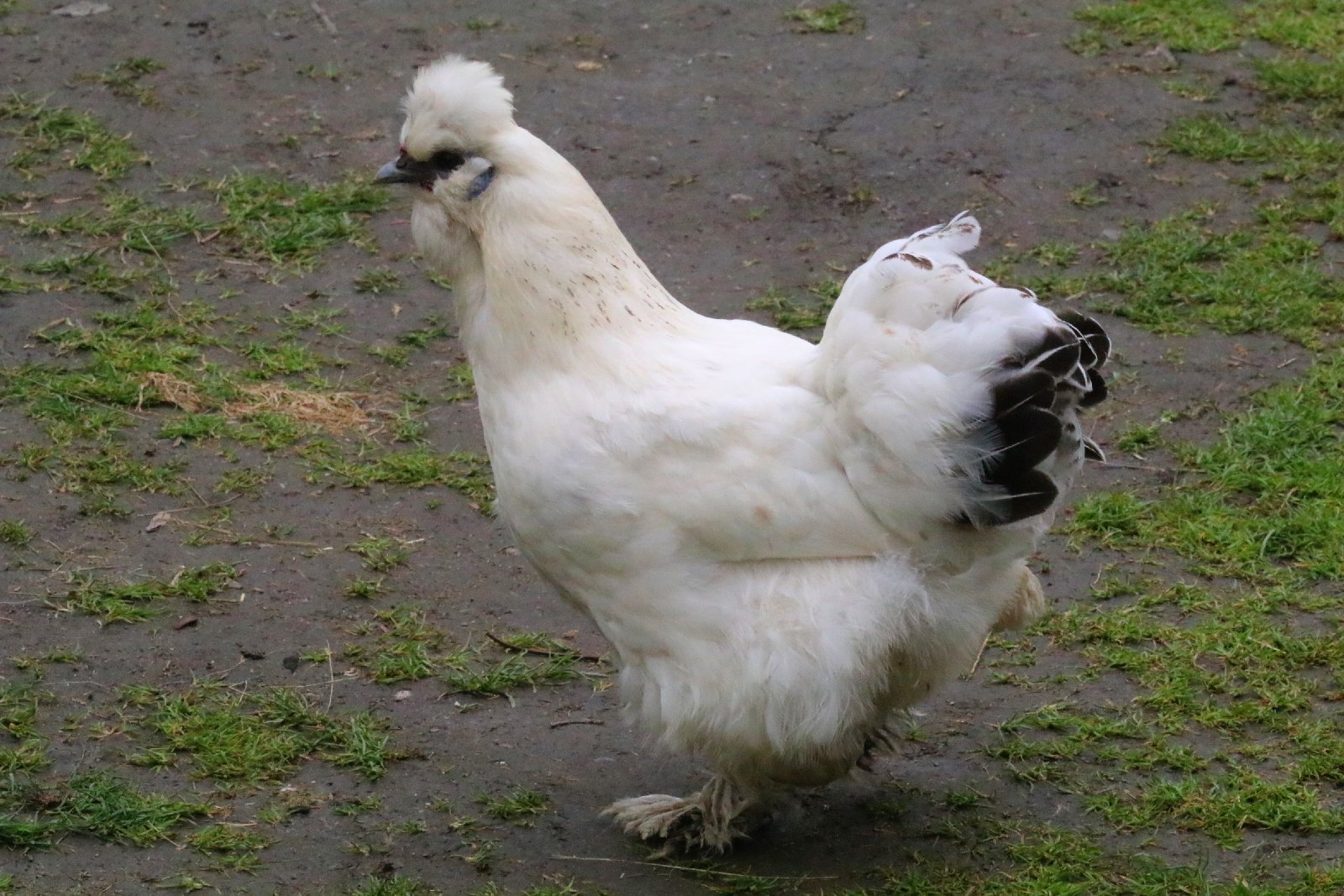 Mini ZOO w Piotrówku otwarte dla zwiedzających