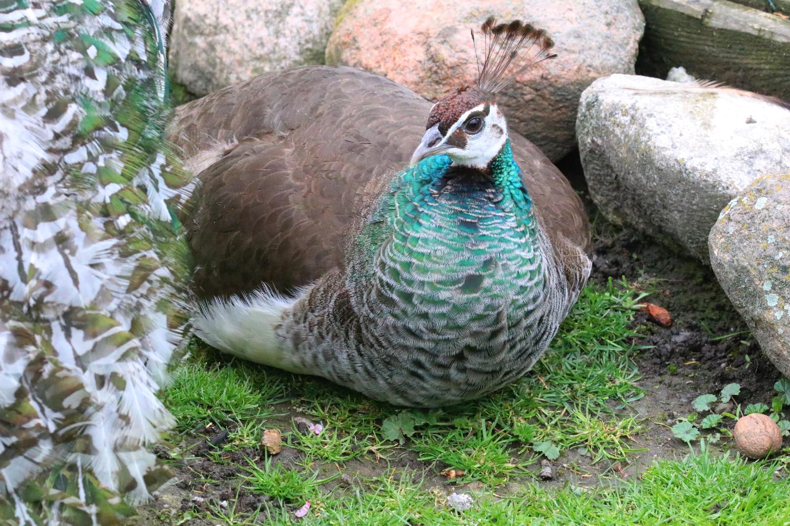 Mini ZOO w Piotrówku otwarte dla zwiedzających