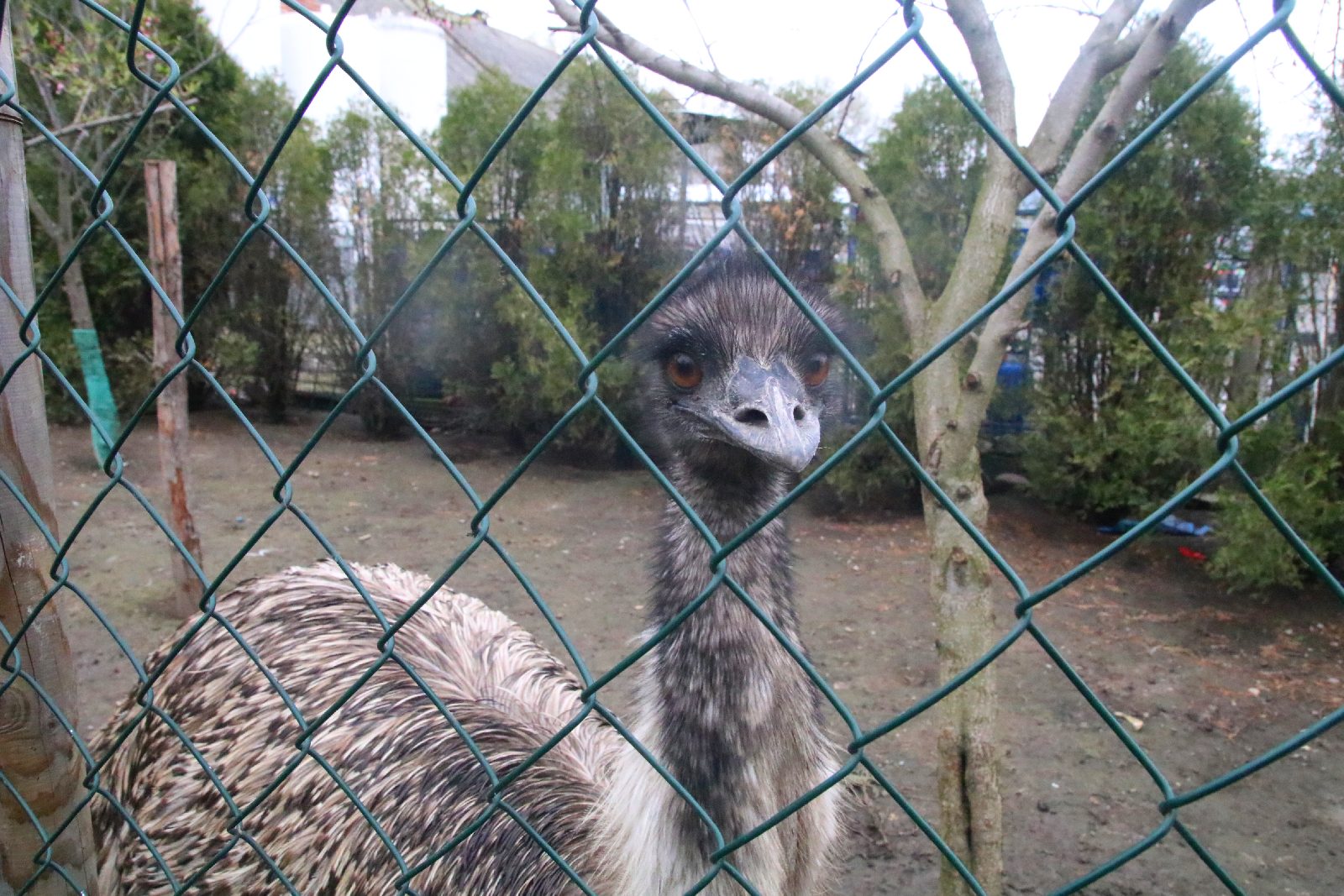 Mini ZOO w Piotrówku otwarte dla zwiedzających