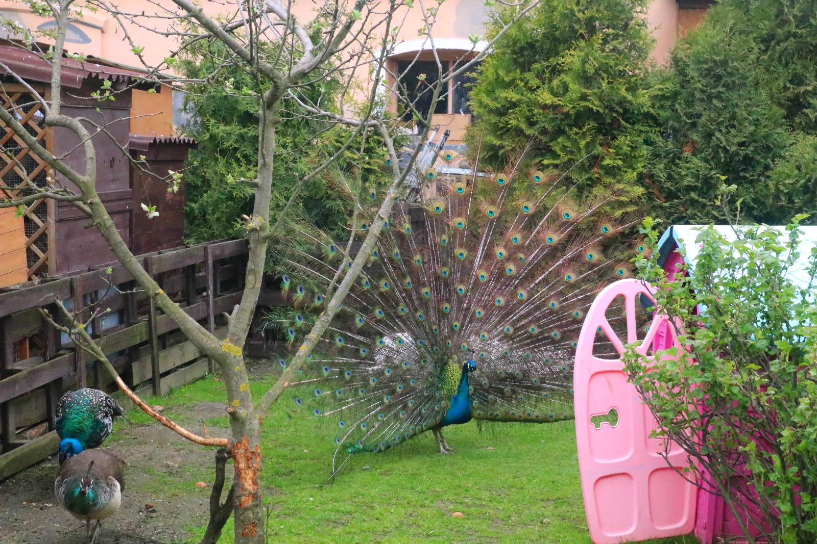 Mini ZOO w Piotrówku otwarte dla zwiedzających