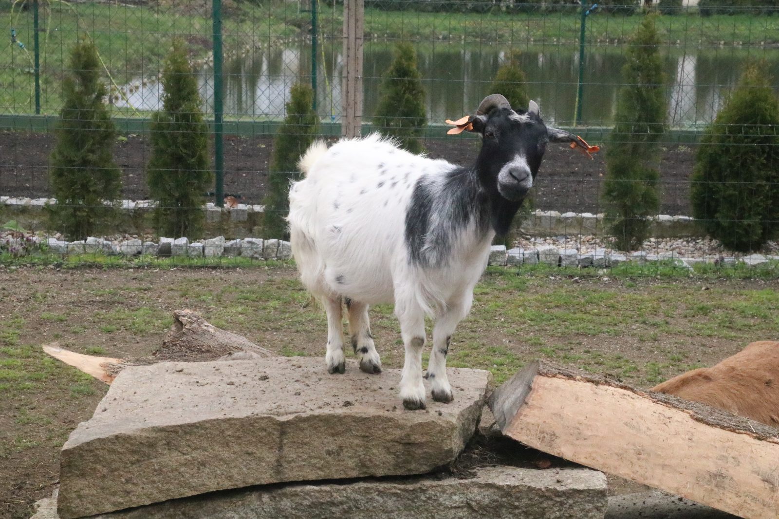 Mini ZOO w Piotrówku otwarte dla zwiedzających
