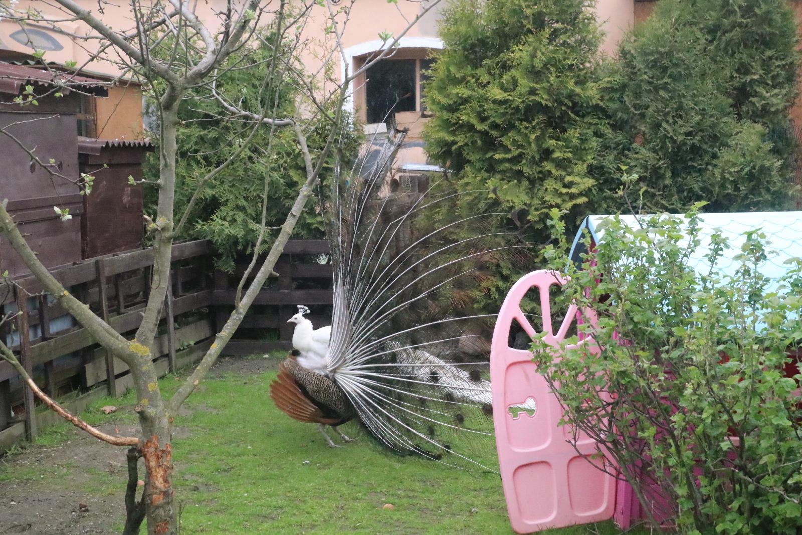 Mini ZOO w Piotrówku otwarte dla zwiedzających
