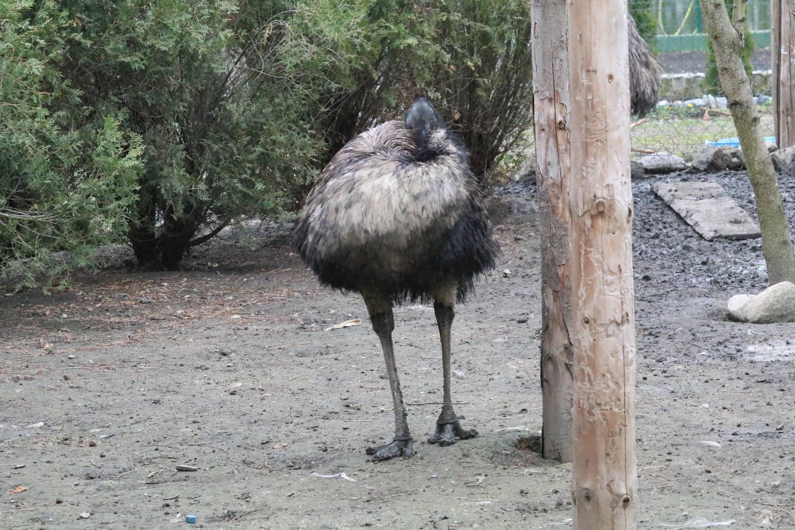 Mini ZOO w Piotrówku otwarte dla zwiedzających