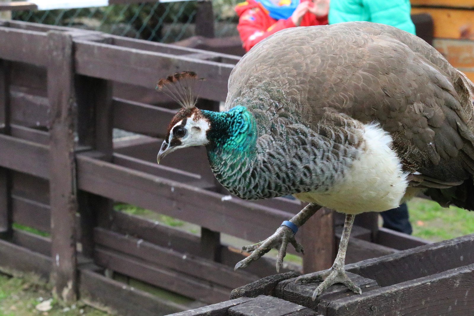 Mini ZOO w Piotrówku otwarte dla zwiedzających