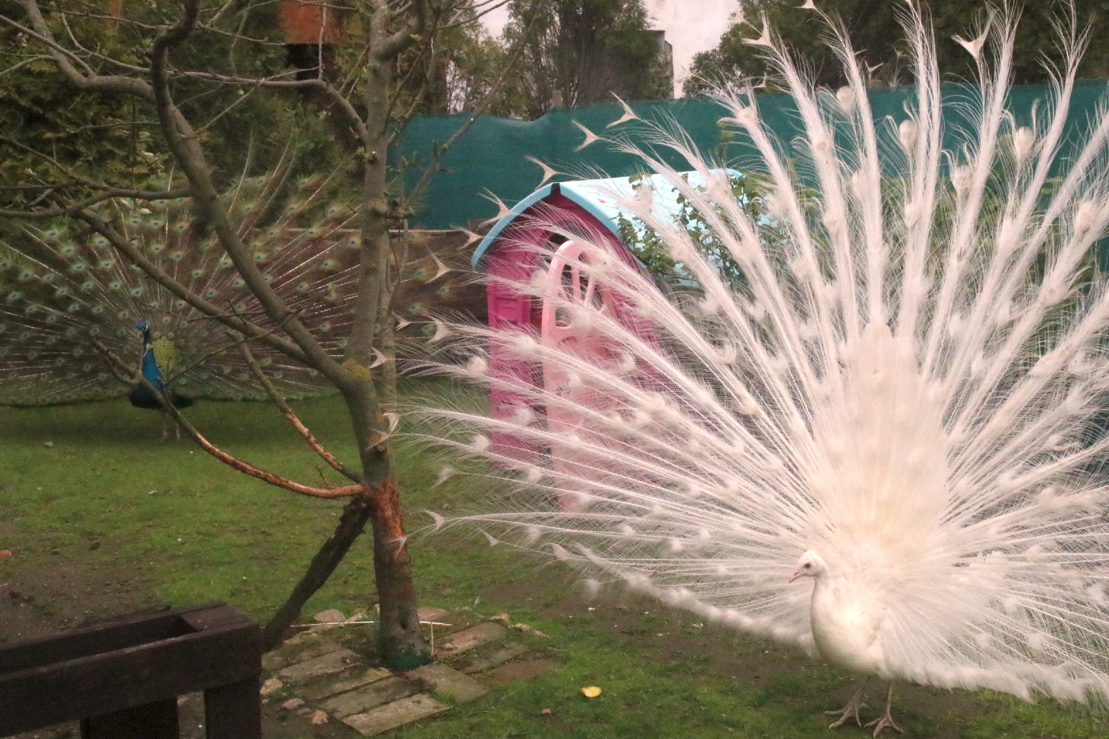 Mini ZOO w Piotrówku otwarte dla zwiedzających