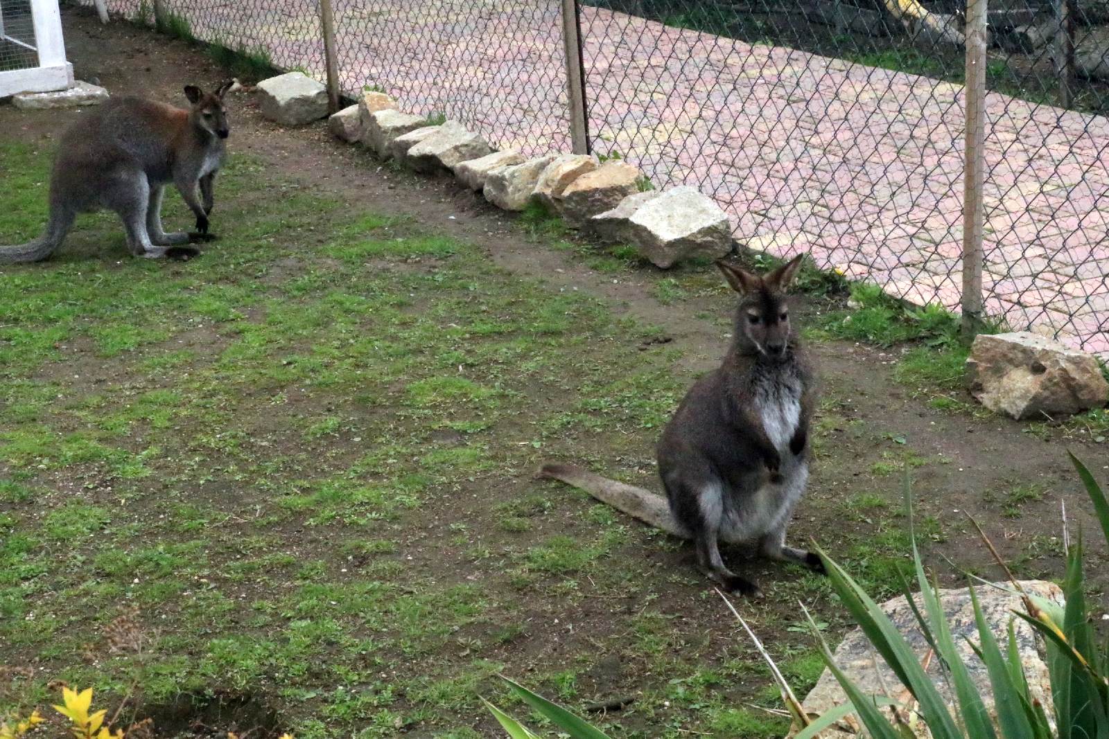 Mini ZOO w Piotrówku otwarte dla zwiedzających
