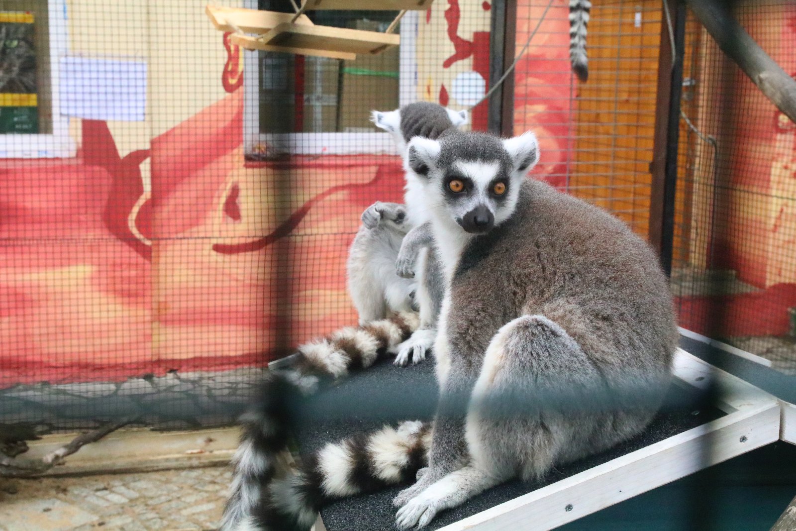 Mini ZOO w Piotrówku otwarte dla zwiedzających