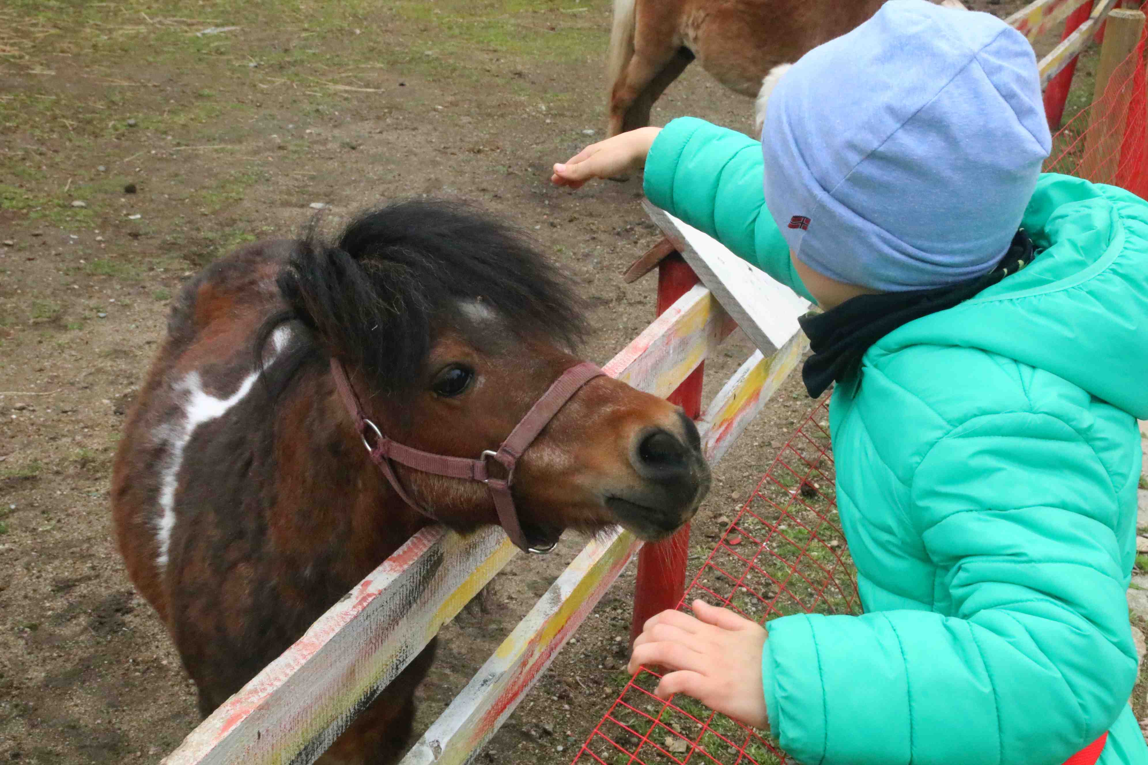 Mini ZOO w Piotrówku otwarte dla zwiedzających