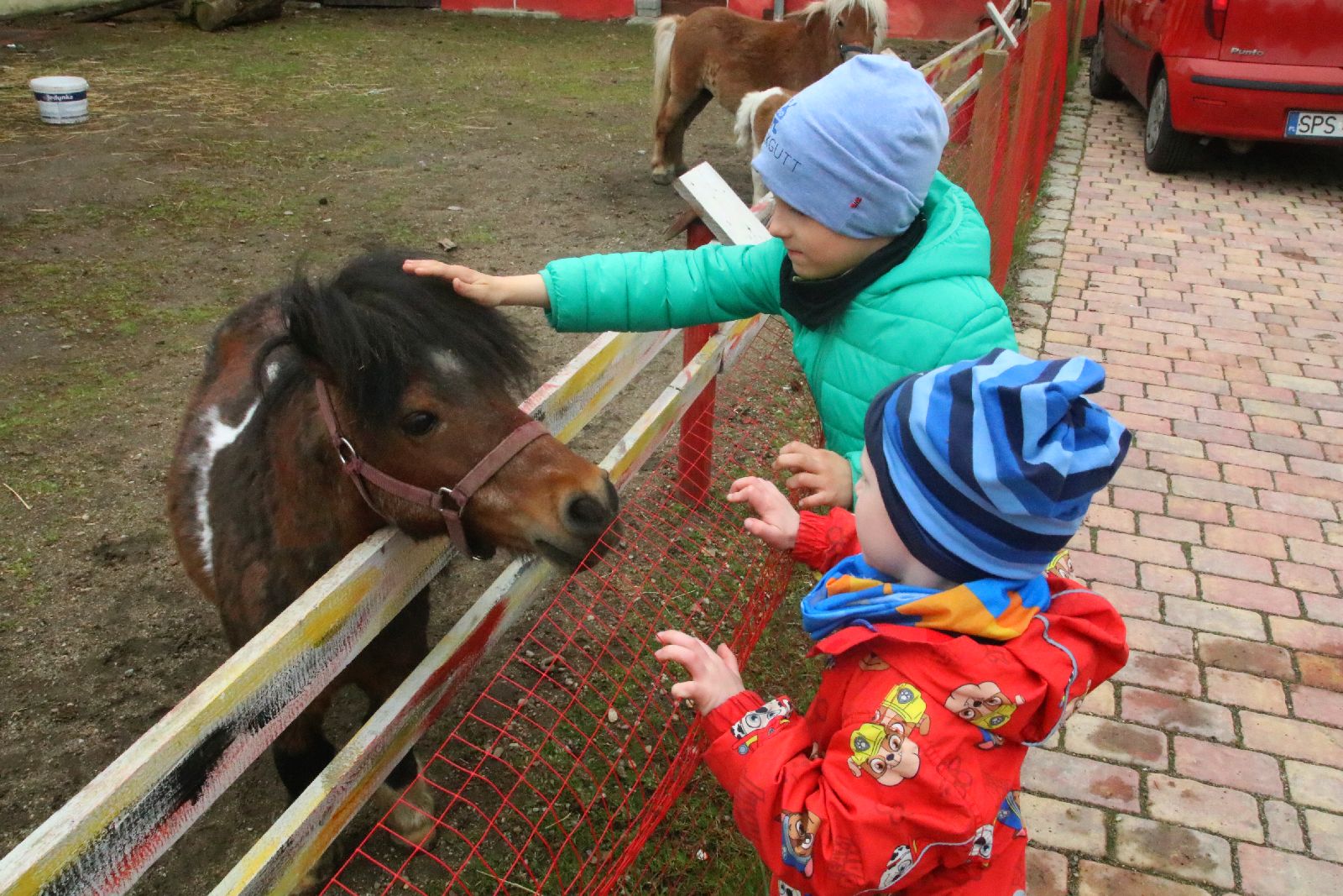 Mini ZOO w Piotrówku otwarte dla zwiedzających