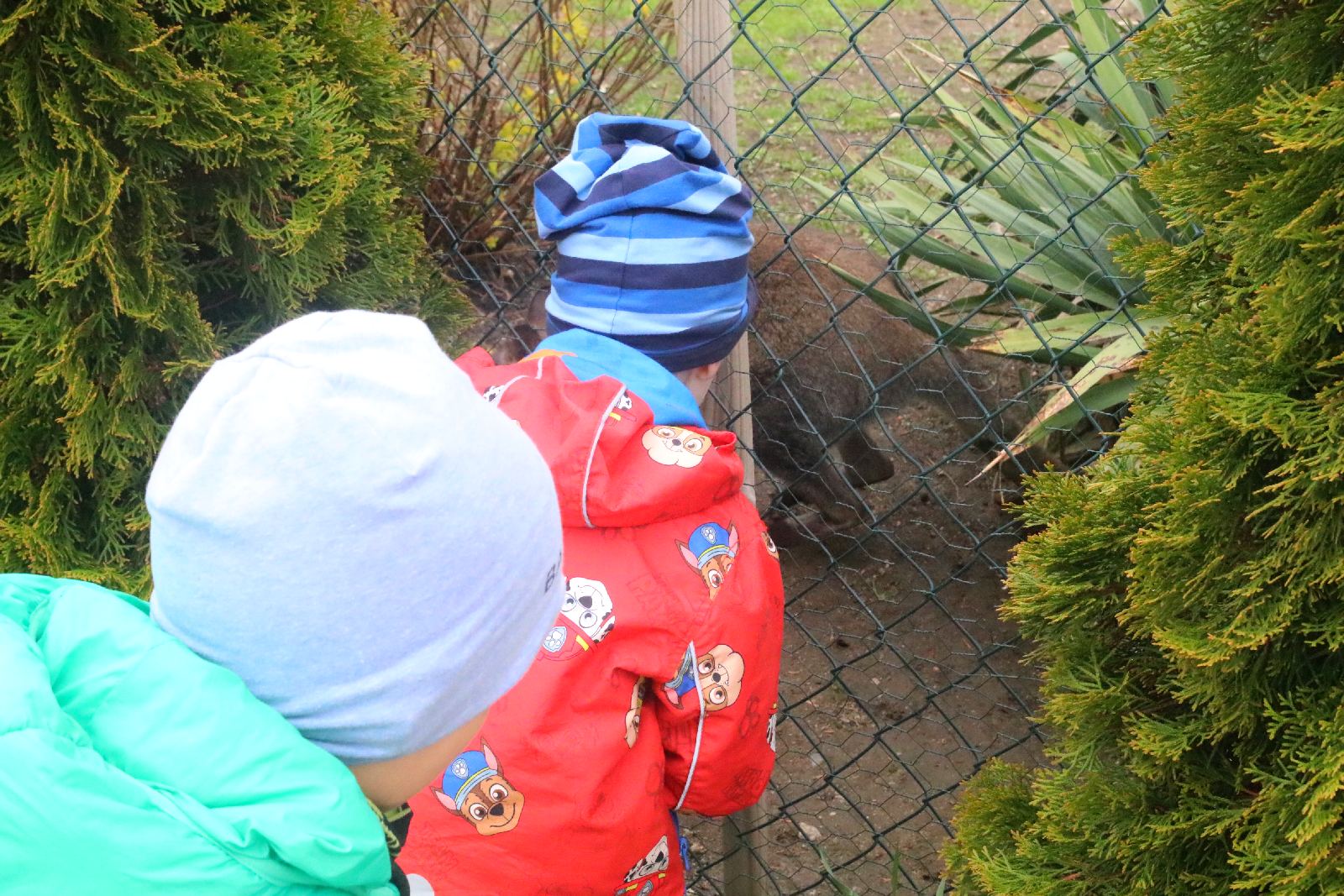 Mini ZOO w Piotrówku otwarte dla zwiedzających