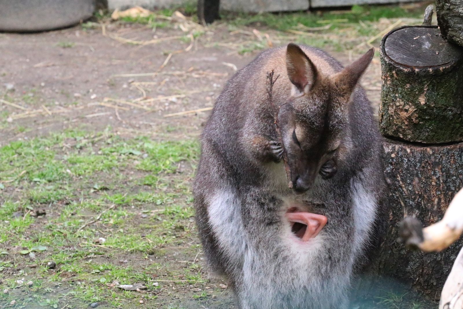 Mini ZOO w Piotrówku otwarte dla zwiedzających