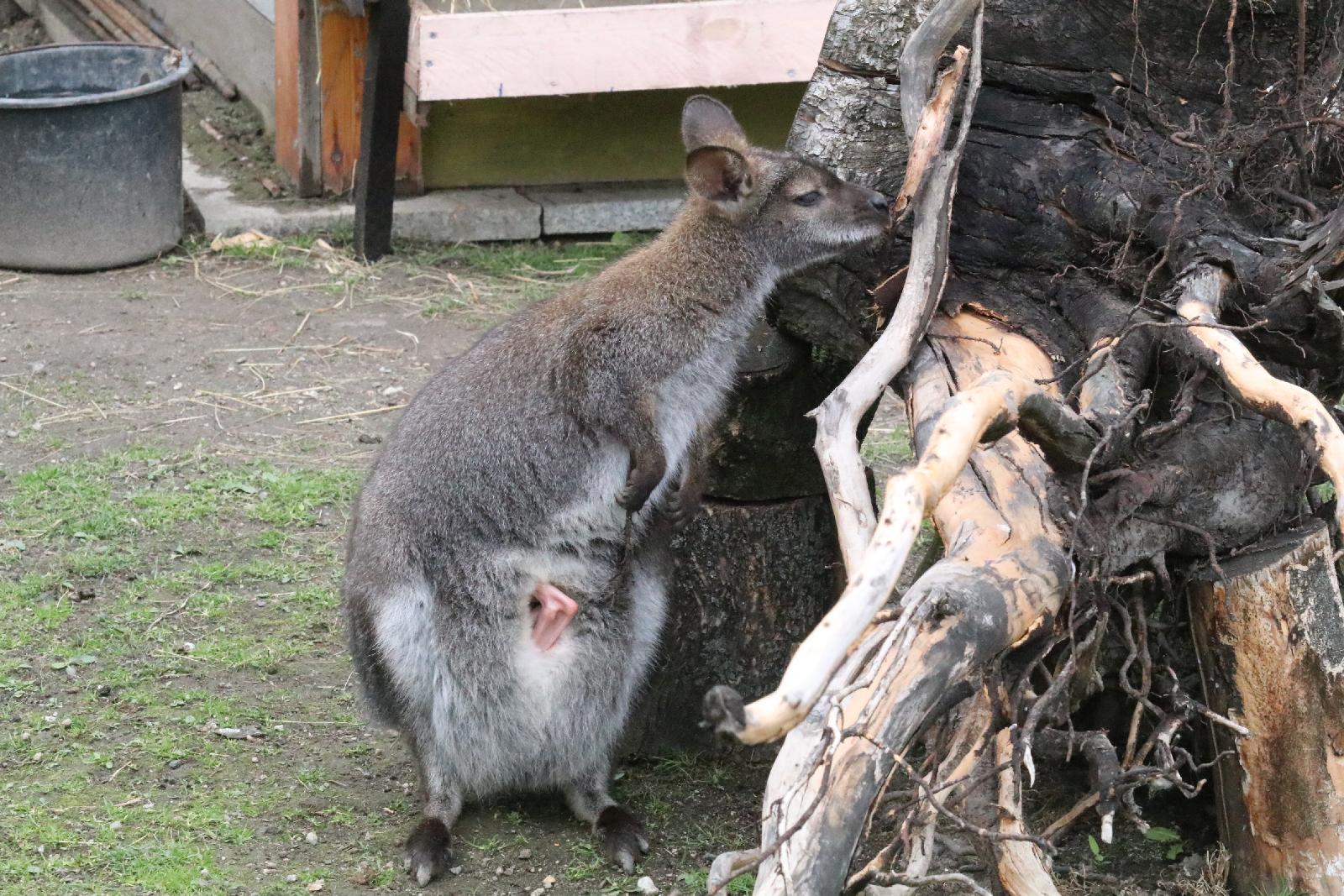 Mini ZOO w Piotrówku otwarte dla zwiedzających
