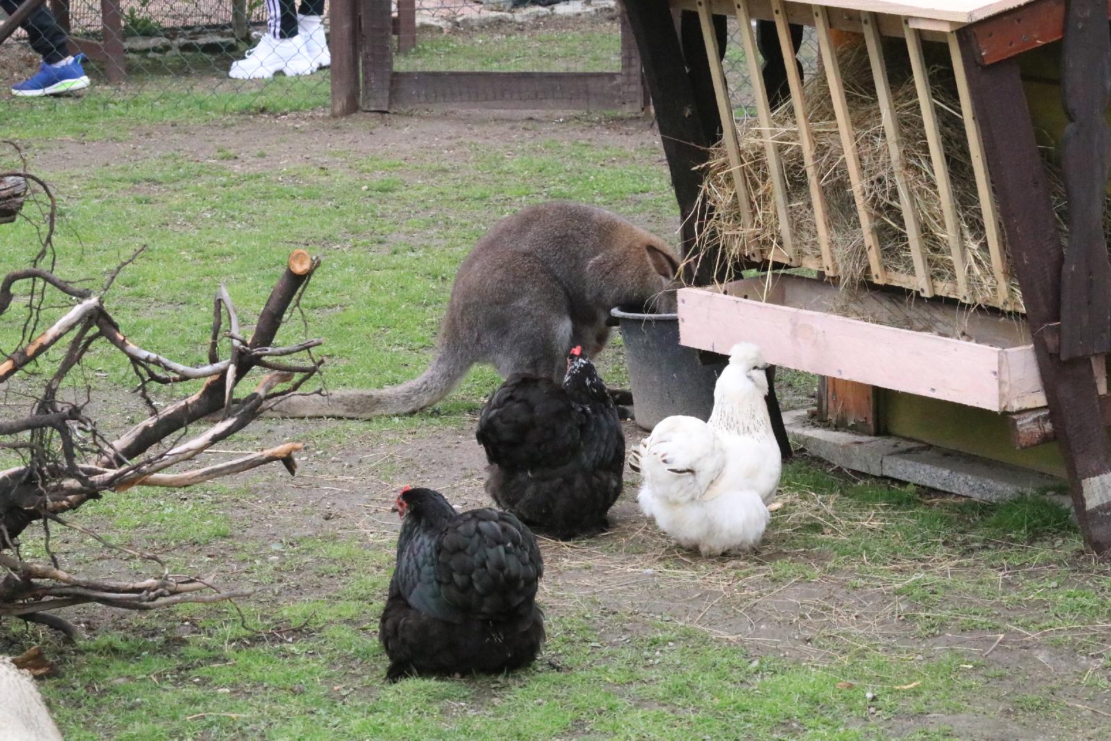 Mini ZOO w Piotrówku otwarte dla zwiedzających