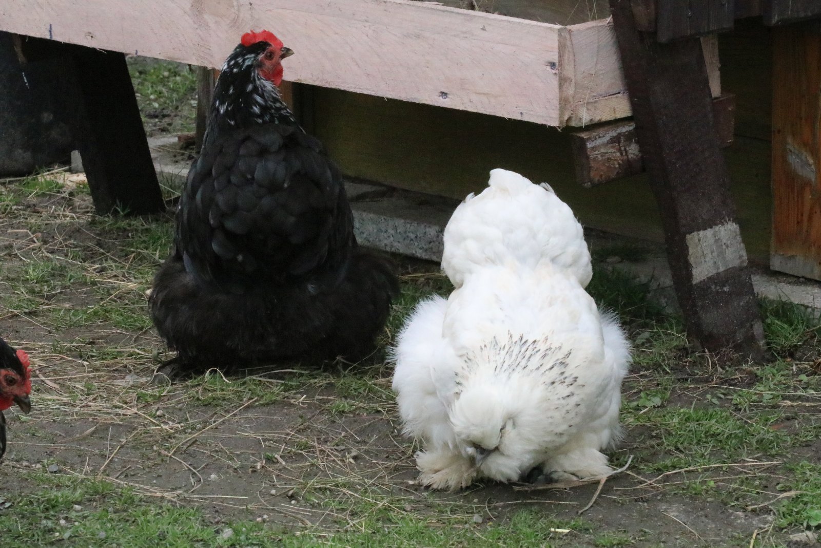 Mini ZOO w Piotrówku otwarte dla zwiedzających