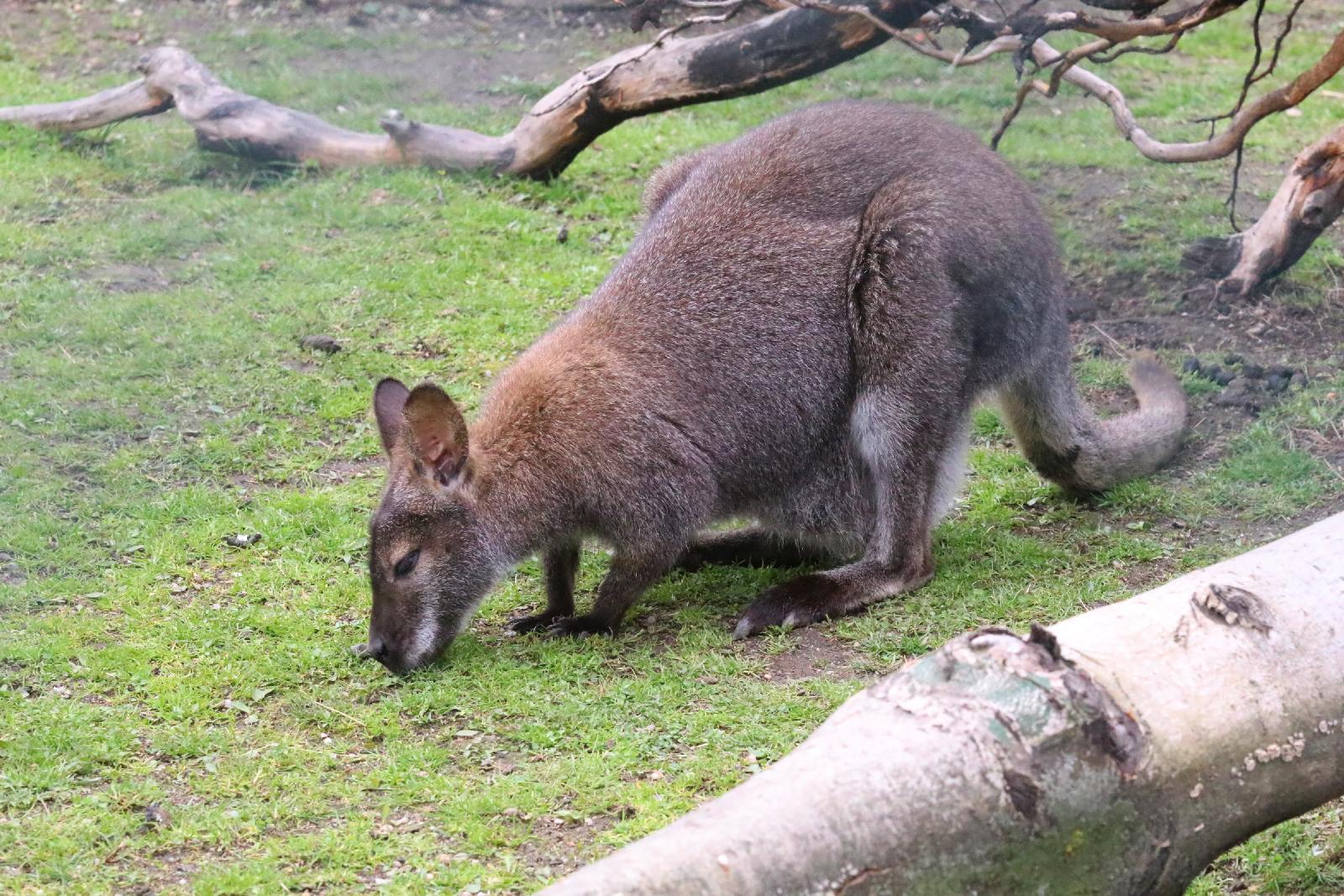 Mini ZOO w Piotrówku otwarte dla zwiedzających