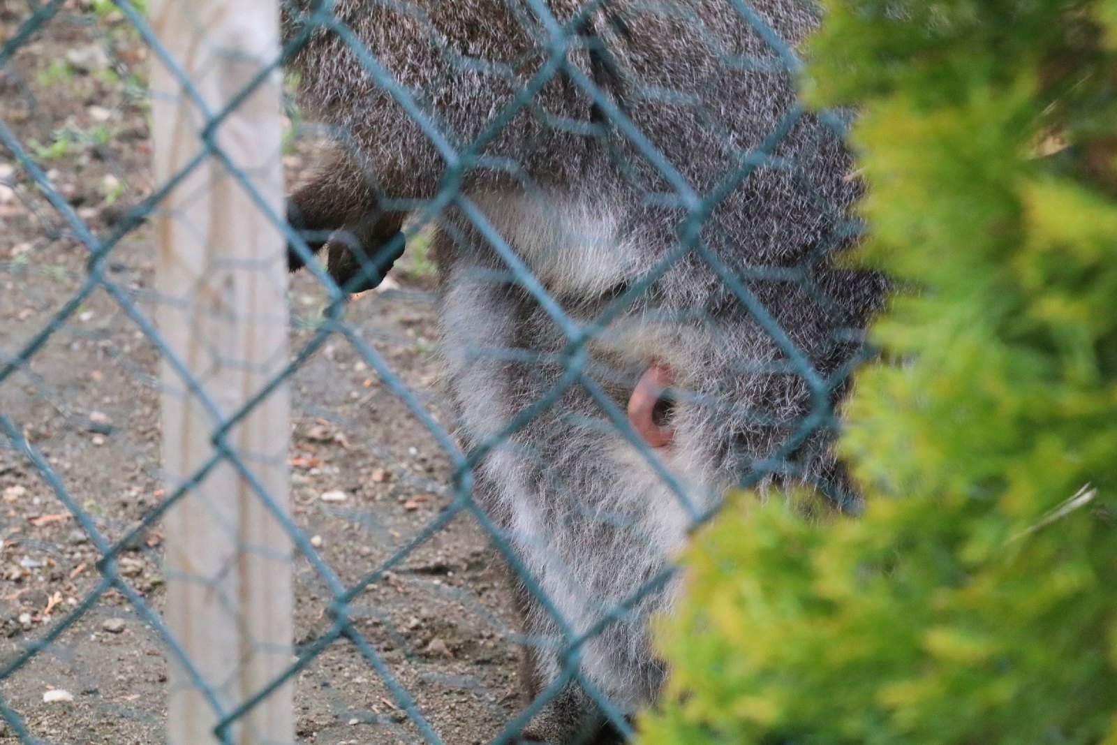 Mini ZOO w Piotrówku otwarte dla zwiedzających