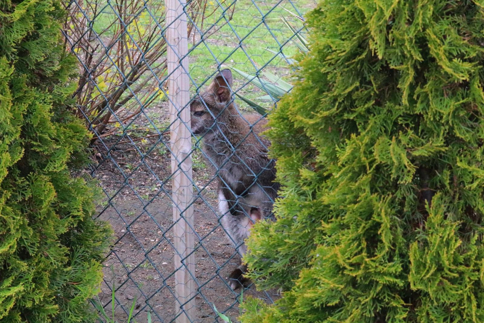 Mini ZOO w Piotrówku otwarte dla zwiedzających
