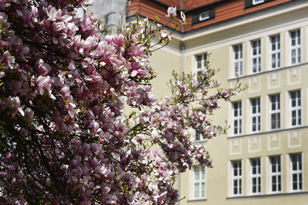 Niesamowite magnolie na skwerze Orląt Lwowskich