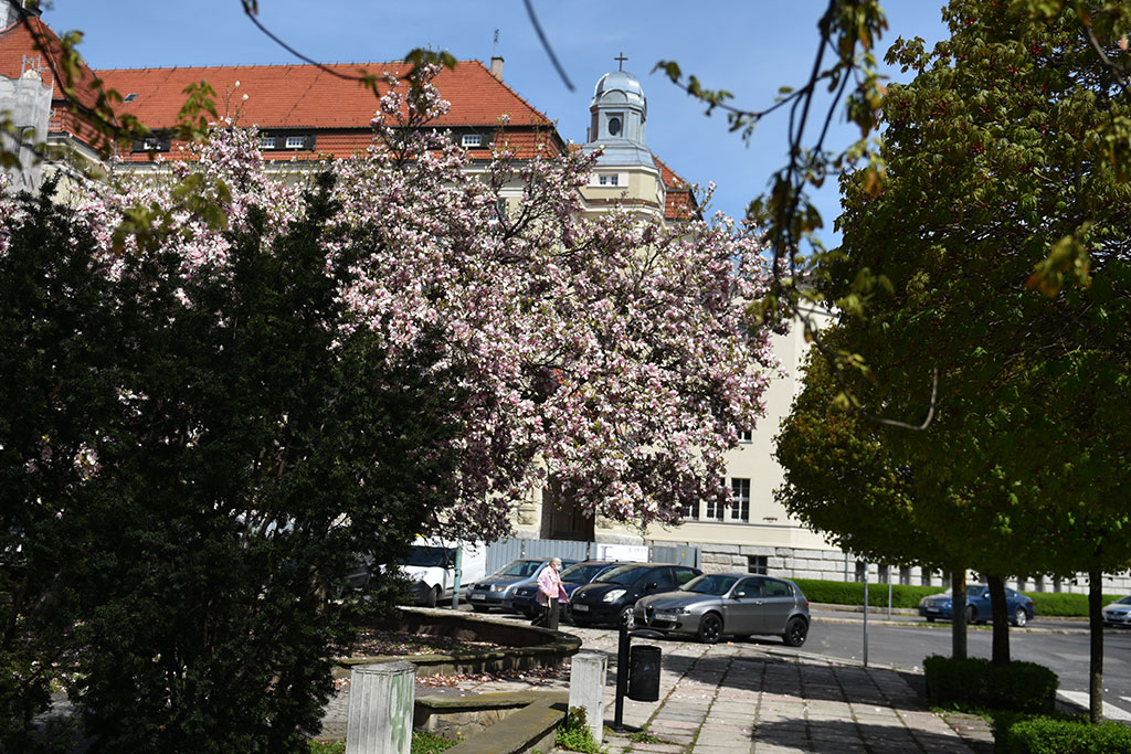 Niesamowite magnolie na skwerze Orląt Lwowskich