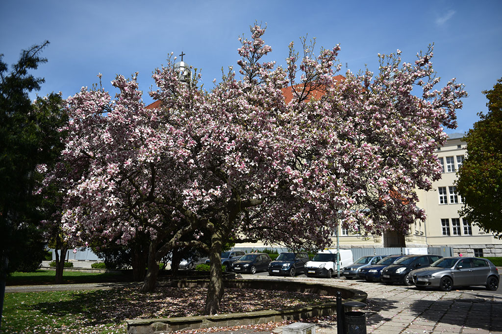 Niesamowite magnolie na skwerze Orląt Lwowskich
