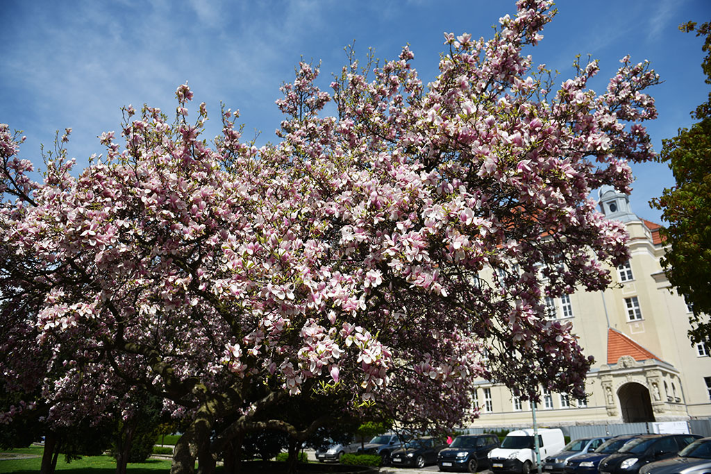 Niesamowite magnolie na skwerze Orląt Lwowskich