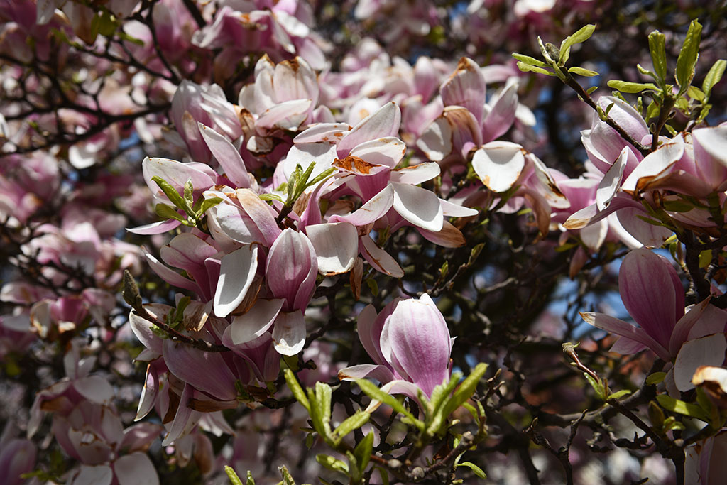 Niesamowite magnolie na skwerze Orląt Lwowskich