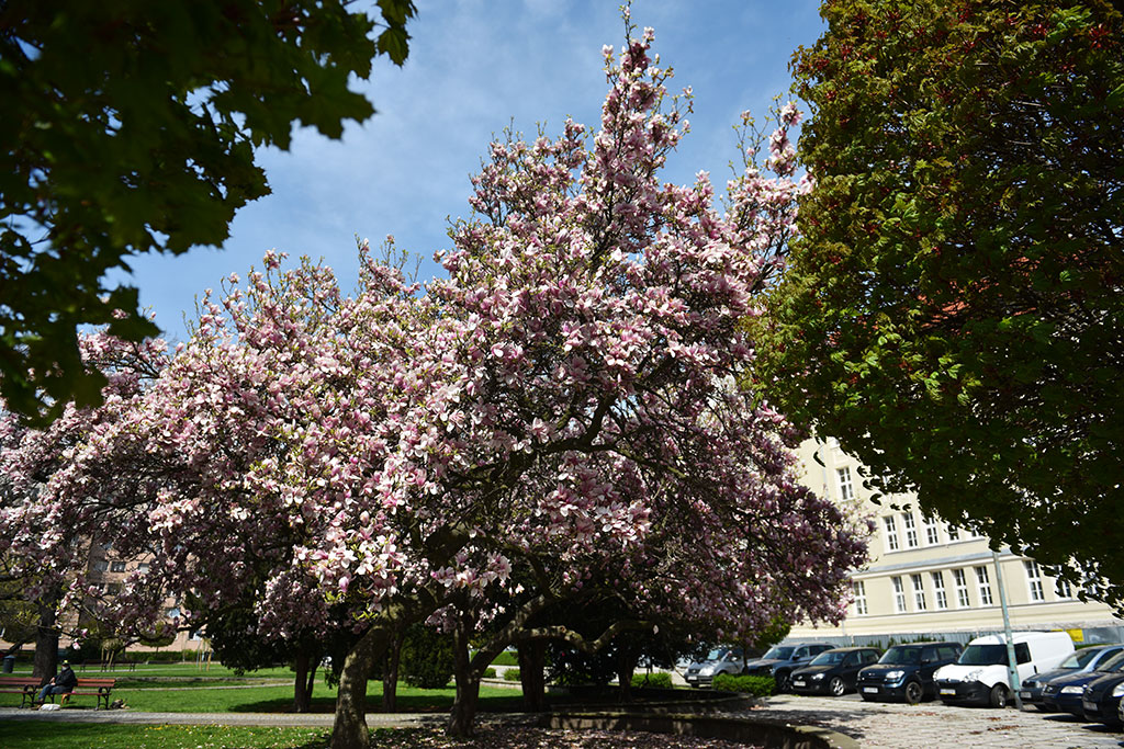 Niesamowite magnolie na skwerze Orląt Lwowskich