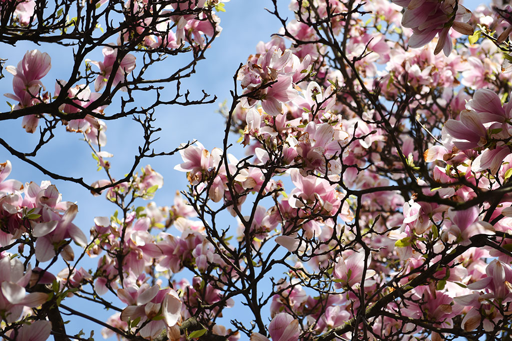 Niesamowite magnolie na skwerze Orląt Lwowskich