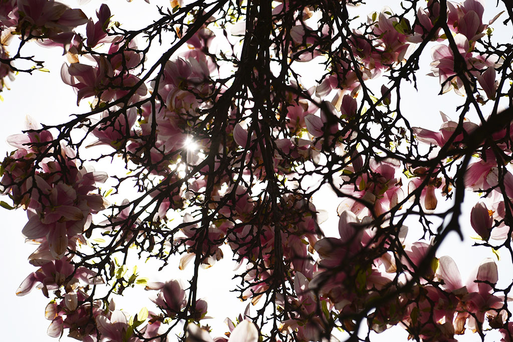 Niesamowite magnolie na skwerze Orląt Lwowskich