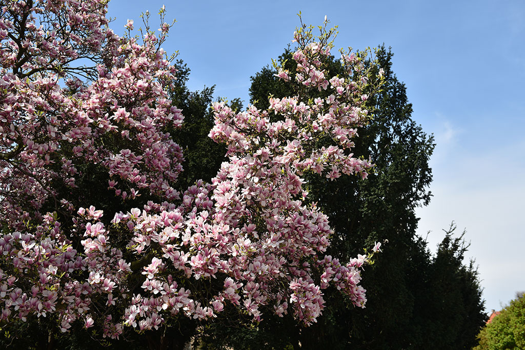 Niesamowite magnolie na skwerze Orląt Lwowskich