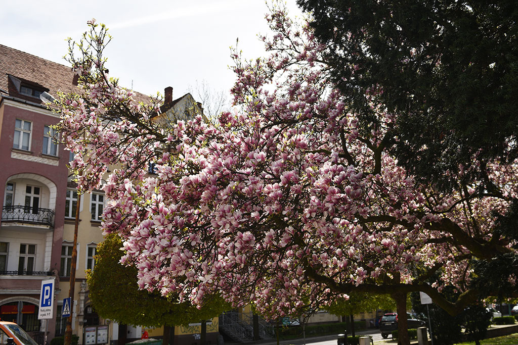 Niesamowite magnolie na skwerze Orląt Lwowskich