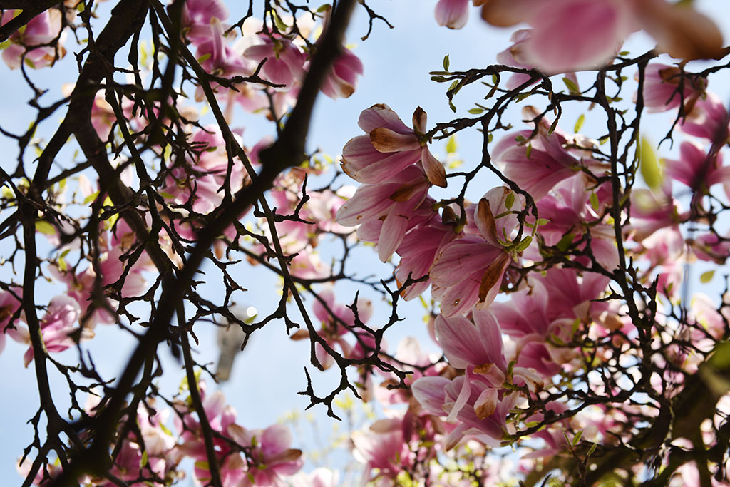 Niesamowite magnolie na skwerze Orląt Lwowskich