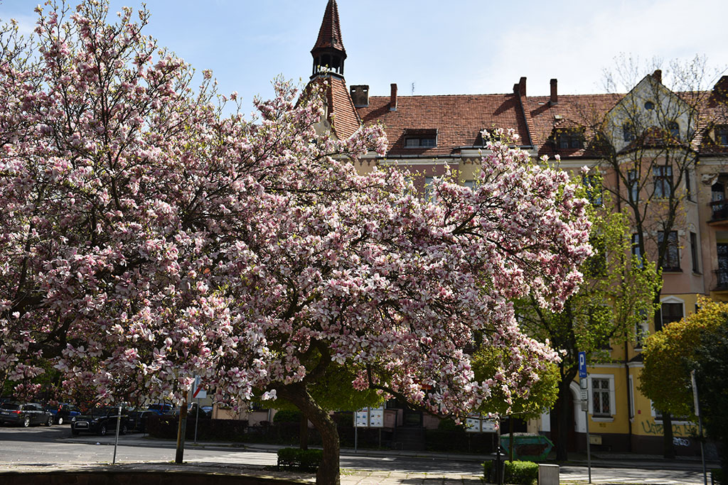 Niesamowite magnolie na skwerze Orląt Lwowskich