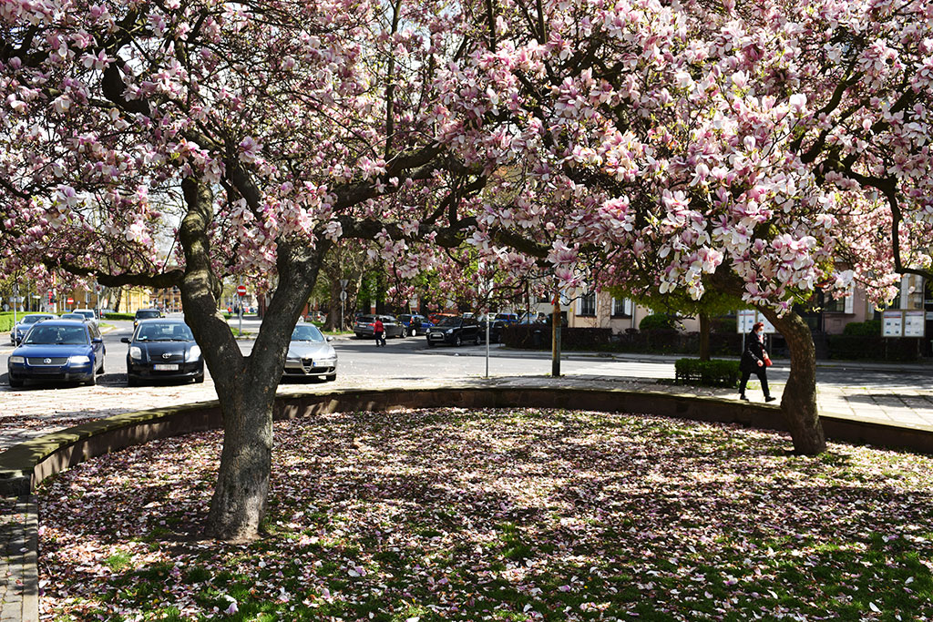 Niesamowite magnolie na skwerze Orląt Lwowskich