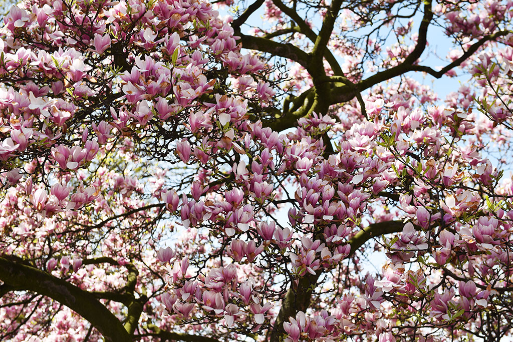 Niesamowite magnolie na skwerze Orląt Lwowskich
