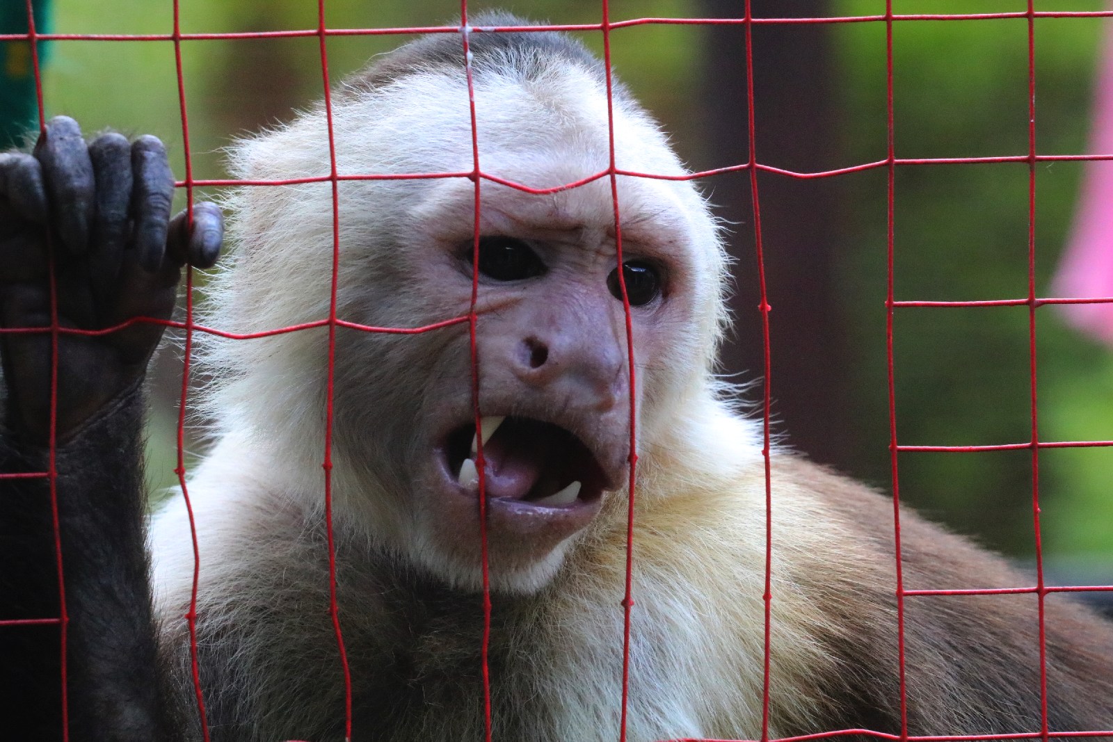 Mini ZOO w Piotrówku przyciąga coraz wiecej osób       
