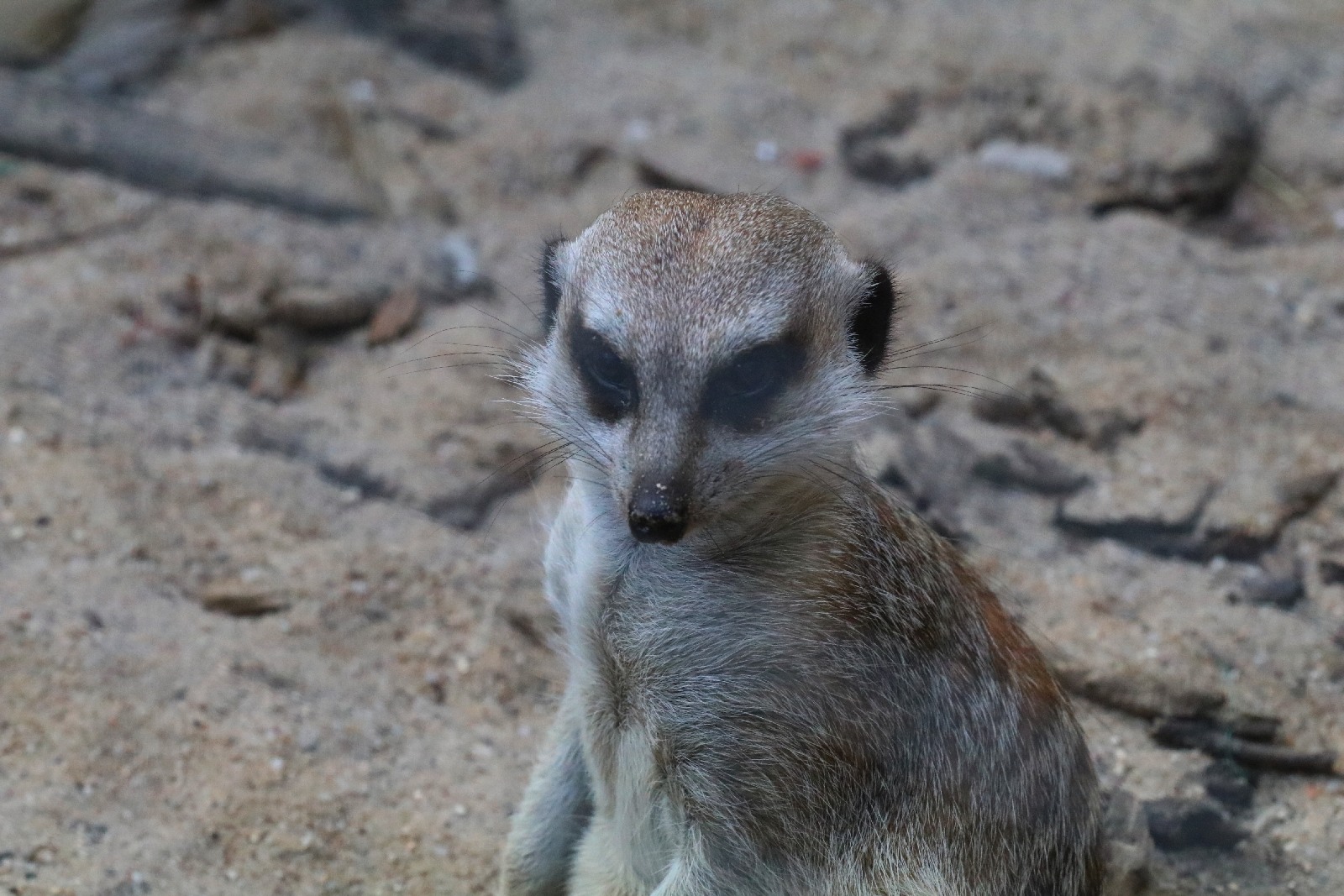 Mini ZOO w Piotrówku przyciąga coraz wiecej osób       

