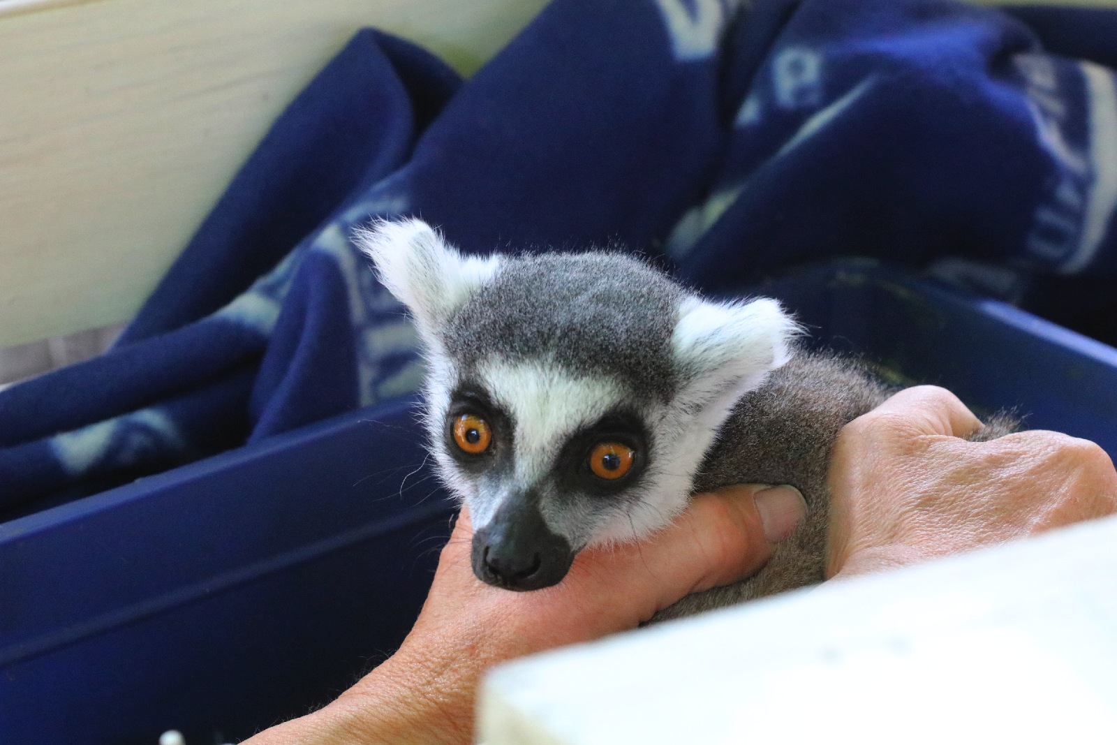 Mini ZOO w Piotrówku przyciąga coraz wiecej osób       
