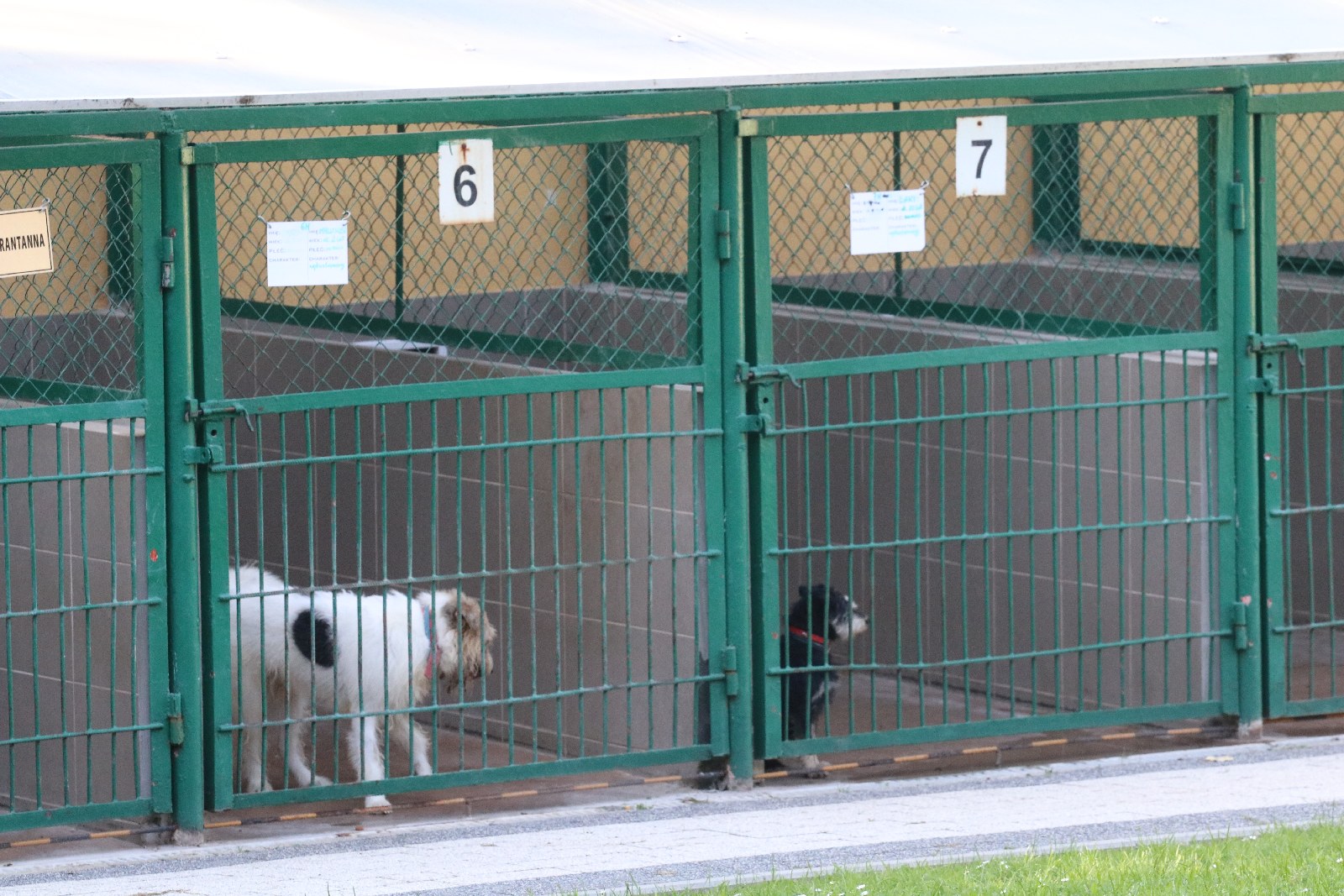 Zebrali pieniądze, kupili karmę i przywieźli ją do schroniska