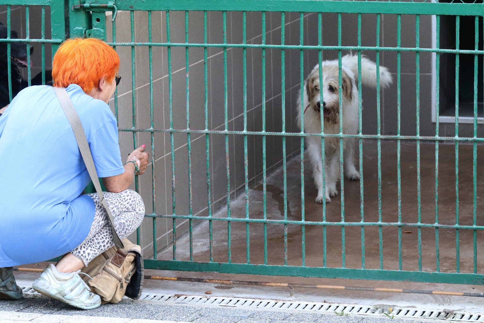 Zebrali pieniądze, kupili karmę i przywieźli ją do schroniska