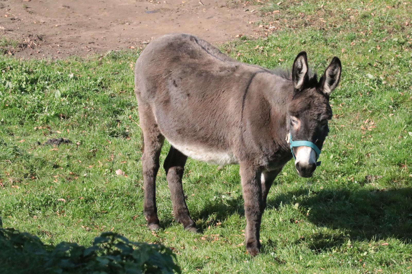 W Starym Młynie w Duninie postawili na zdrowie          
