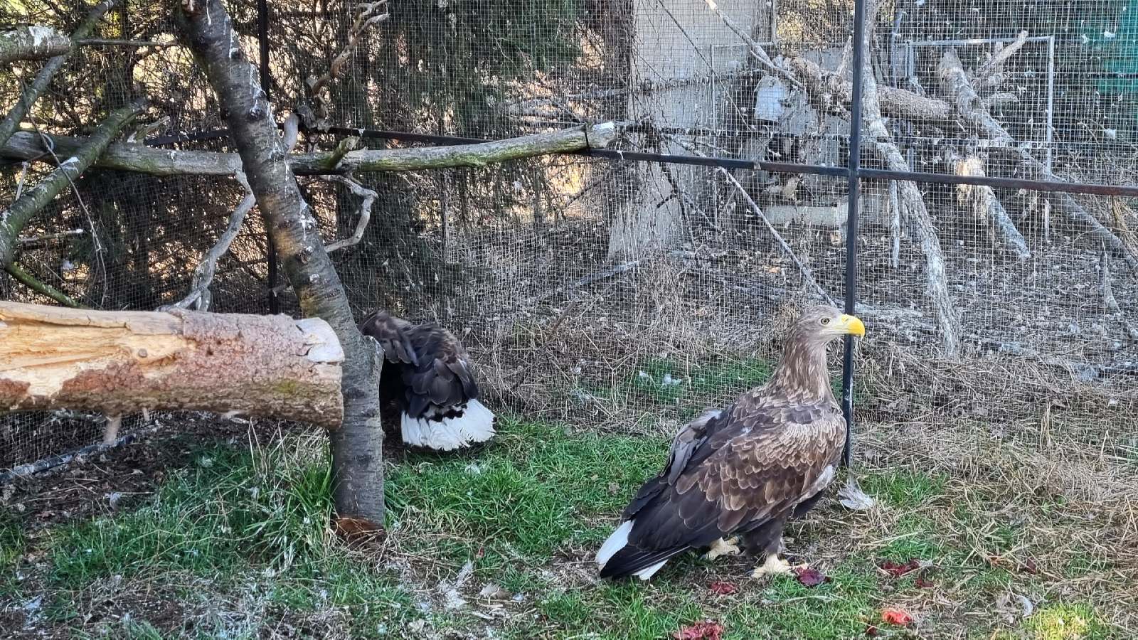 Ranny bielik w Ośrodku 