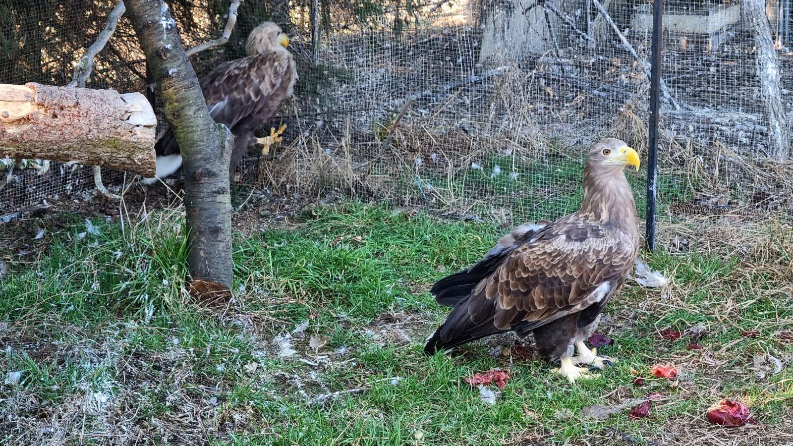 Ranny bielik w Ośrodku 